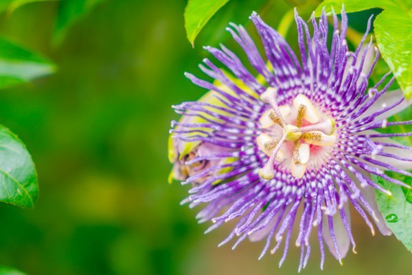 Pasiflora