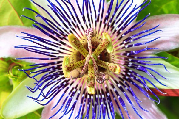Pasiflora